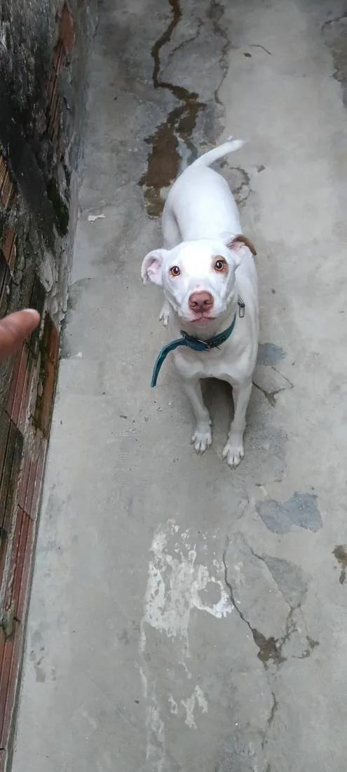 Cachorro raça Pit-Bull idade 6 ou mais anos nome Alok