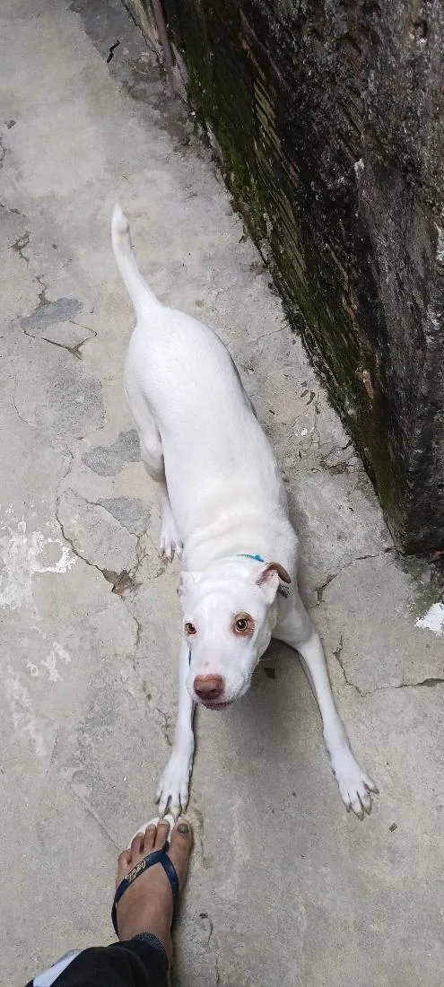 Cachorro raça Pit-Bull idade 6 ou mais anos nome Alok
