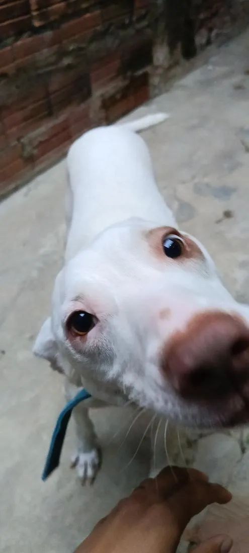 Cachorro raça Pit-Bull idade 6 ou mais anos nome Alok