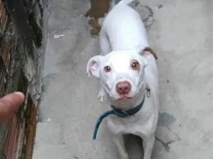 Cachorro raça Pit-Bull idade 6 ou mais anos nome Alok