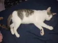 Agatha 