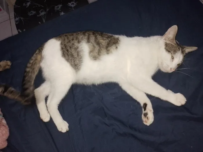 Gato raça SRD-ViraLata idade 1 ano nome Agatha 