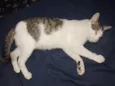 Agatha 