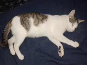 Gato raça SRD-ViraLata idade 1 ano nome Agatha 