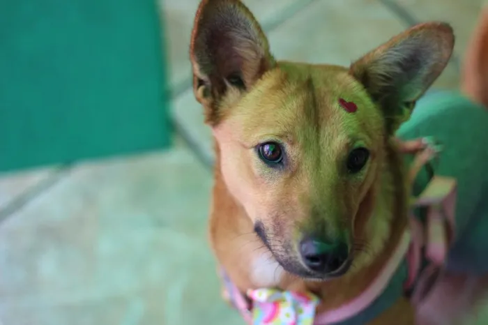 Cachorro raça SRD-ViraLata idade 1 ano nome Princesa