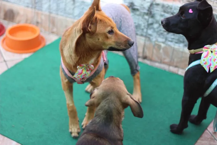 Cachorro raça SRD-ViraLata idade 1 ano nome Princesa
