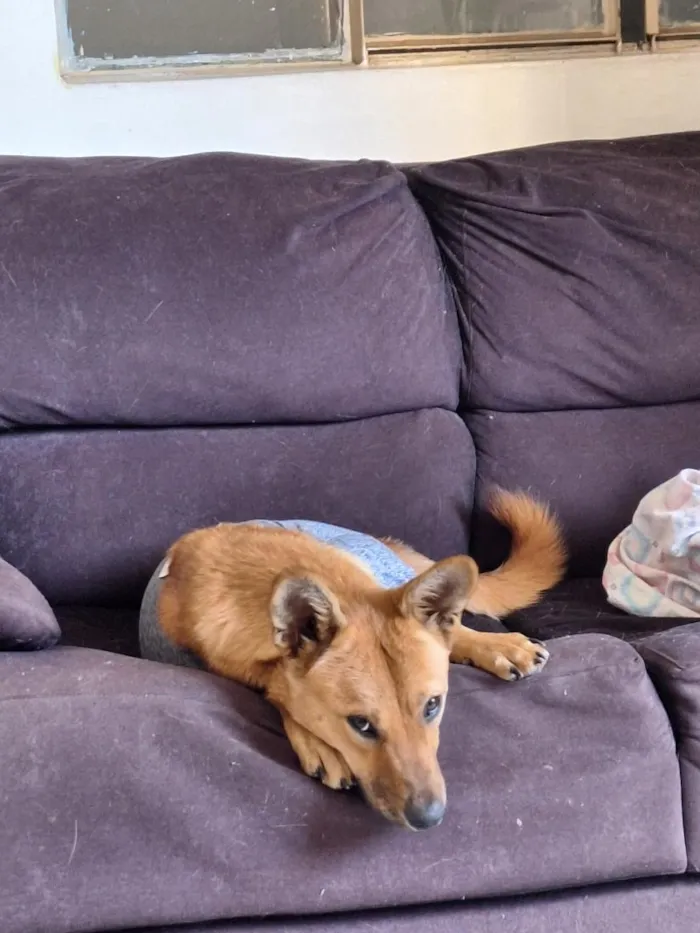 Cachorro raça SRD-ViraLata idade 1 ano nome Princesa