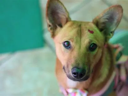 Cachorro raça SRD-ViraLata idade 1 ano nome Princesa