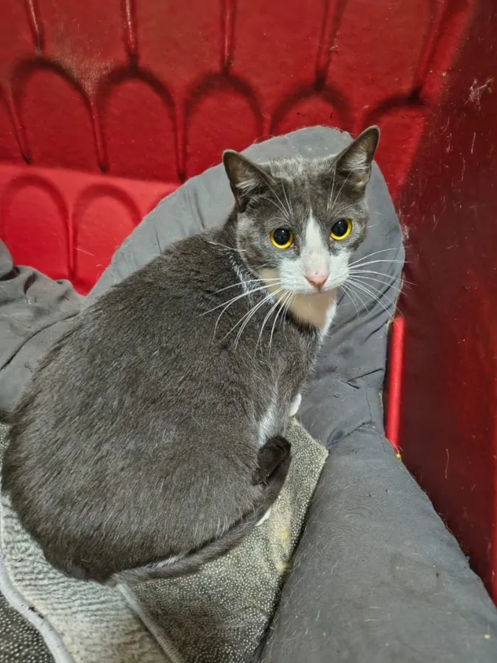 Gato raça SRD-ViraLata idade 2 anos nome Zoe