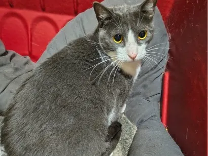 Gato raça SRD-ViraLata idade 2 anos nome Zoe