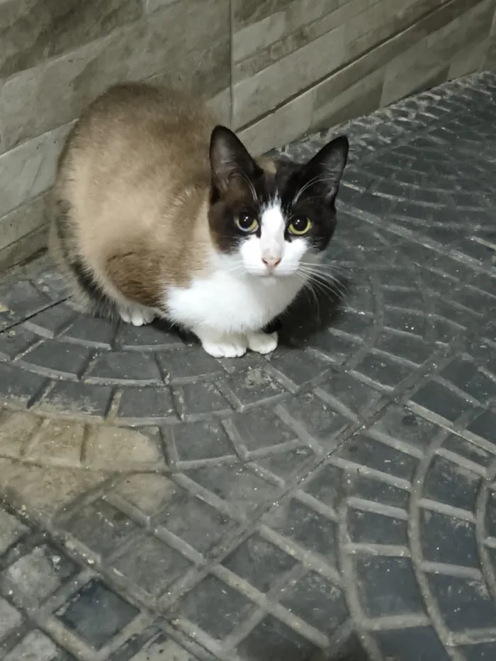 Gato raça SRD-ViraLata idade 2 anos nome Lucy