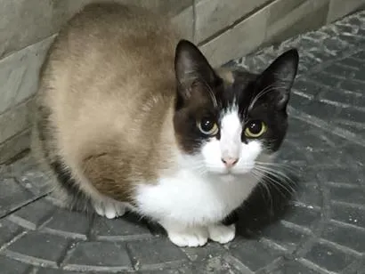 Gato raça SRD-ViraLata idade 2 anos nome Lucy