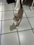 Neguinha e Neném 