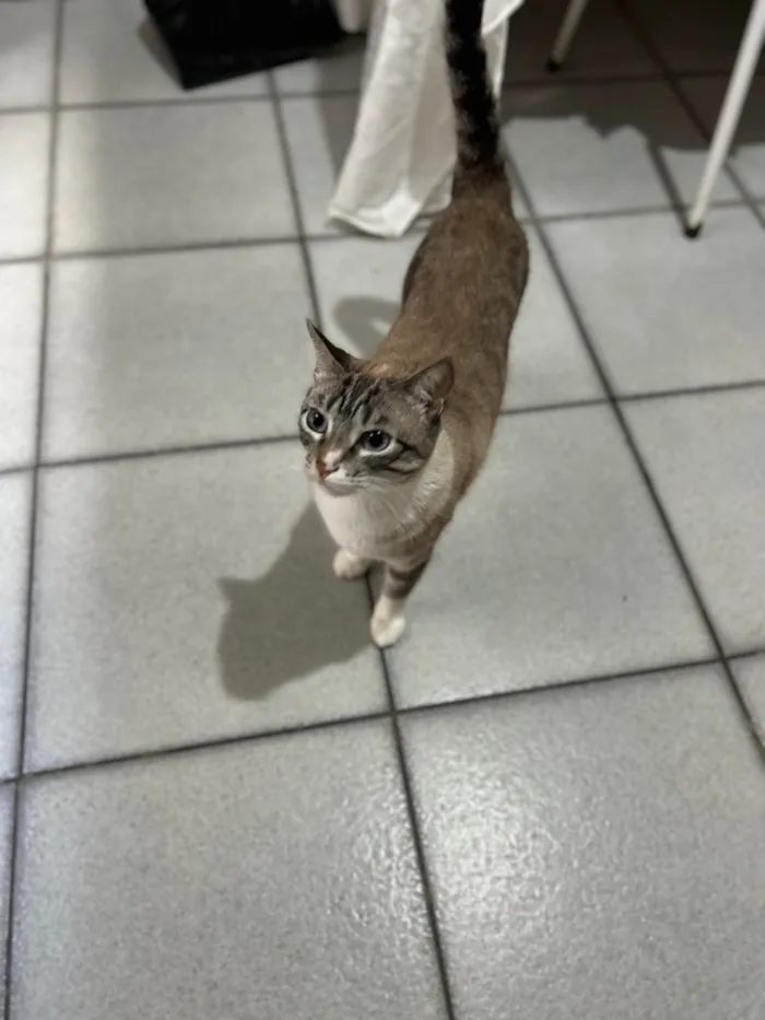 Gato raça SRD-ViraLata idade 2 anos nome Neguinha e Neném 