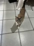 Neguinha e Neném 