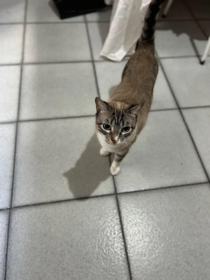 Gato raça SRD-ViraLata idade 2 anos nome Neguinha e Neném 