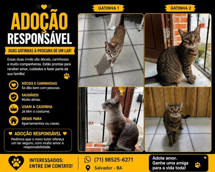 Gato raça SRD-ViraLata idade 2 anos nome Neguinha e Neném 