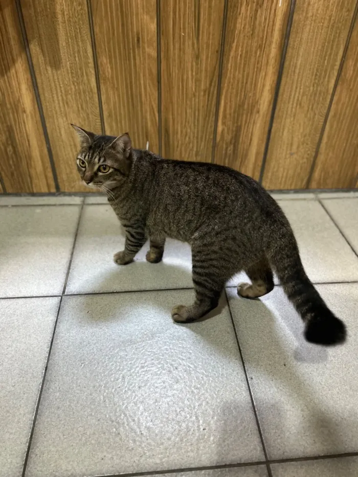 Gato raça SRD-ViraLata idade 2 anos nome Neguinha e Neném 