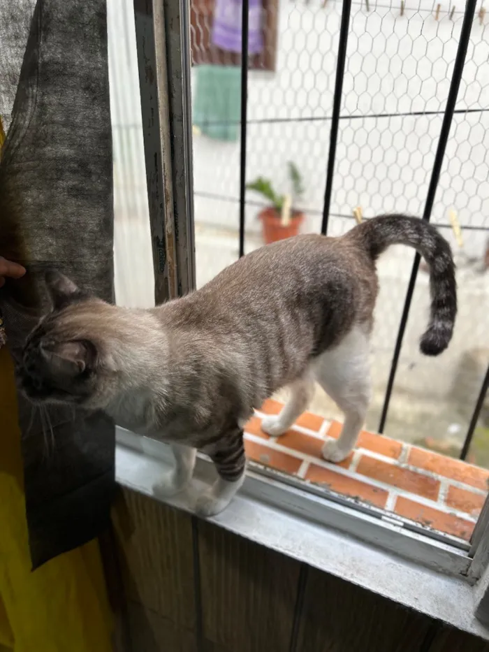 Gato raça SRD-ViraLata idade 2 anos nome Neguinha e Neném 
