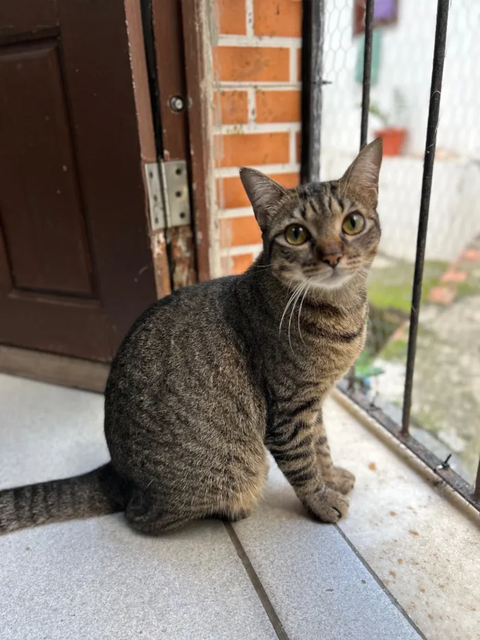 Gato raça SRD-ViraLata idade 2 anos nome Neguinha e Neném 