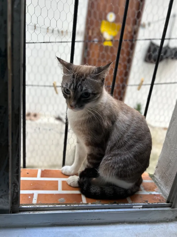 Gato raça SRD-ViraLata idade 2 anos nome Neguinha e Neném 