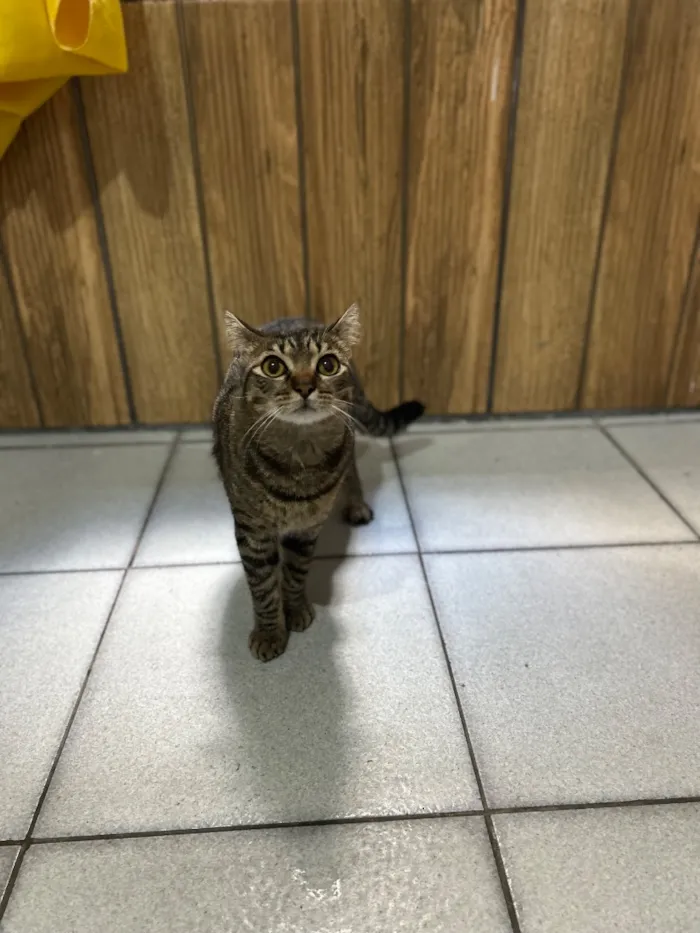Gato raça SRD-ViraLata idade 2 anos nome Neguinha e Neném 