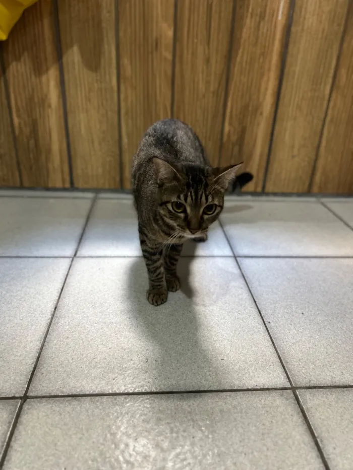Gato raça SRD-ViraLata idade 2 anos nome Neguinha e Neném 