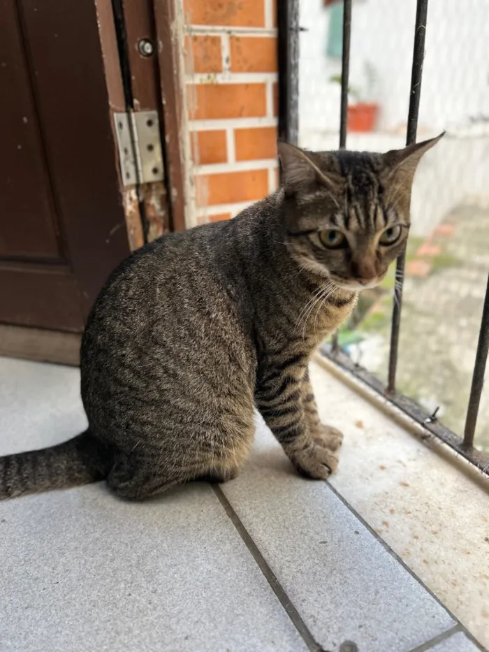 Gato raça SRD-ViraLata idade 2 anos nome Neguinha e Neném 