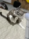 Neguinha e Neném 