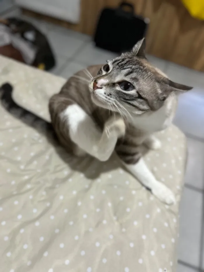 Gato raça SRD-ViraLata idade 2 anos nome Neguinha e Neném 