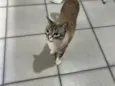 Neguinha e Neném 