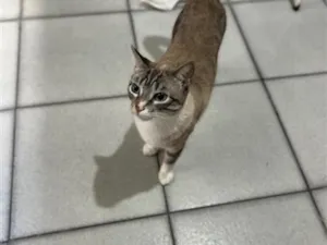 Gato raça SRD-ViraLata idade 2 anos nome Neguinha e Neném 