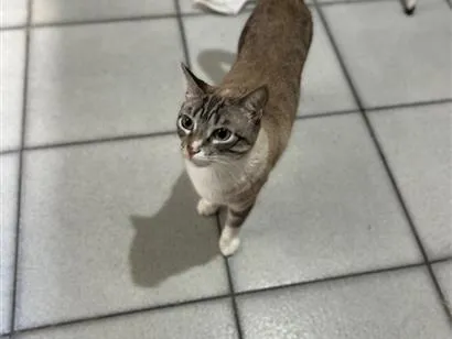 Gato raça SRD-ViraLata idade 2 anos nome Neguinha e Neném 