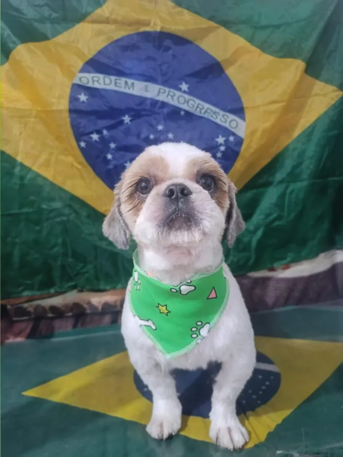Cachorro raça Shitzu idade 4 anos nome pepe