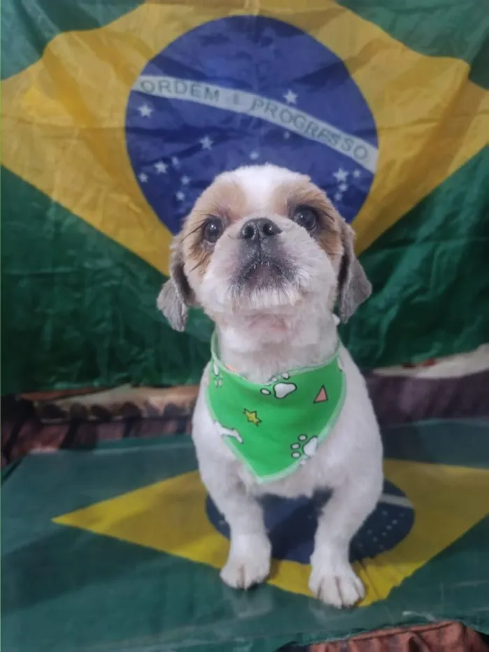 Cachorro raça Shitzu idade 4 anos nome pepe