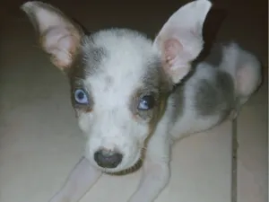 Cachorro raça SRD-ViraLata idade Abaixo de 2 meses nome Adote esses cachorrinhos fofinhos 