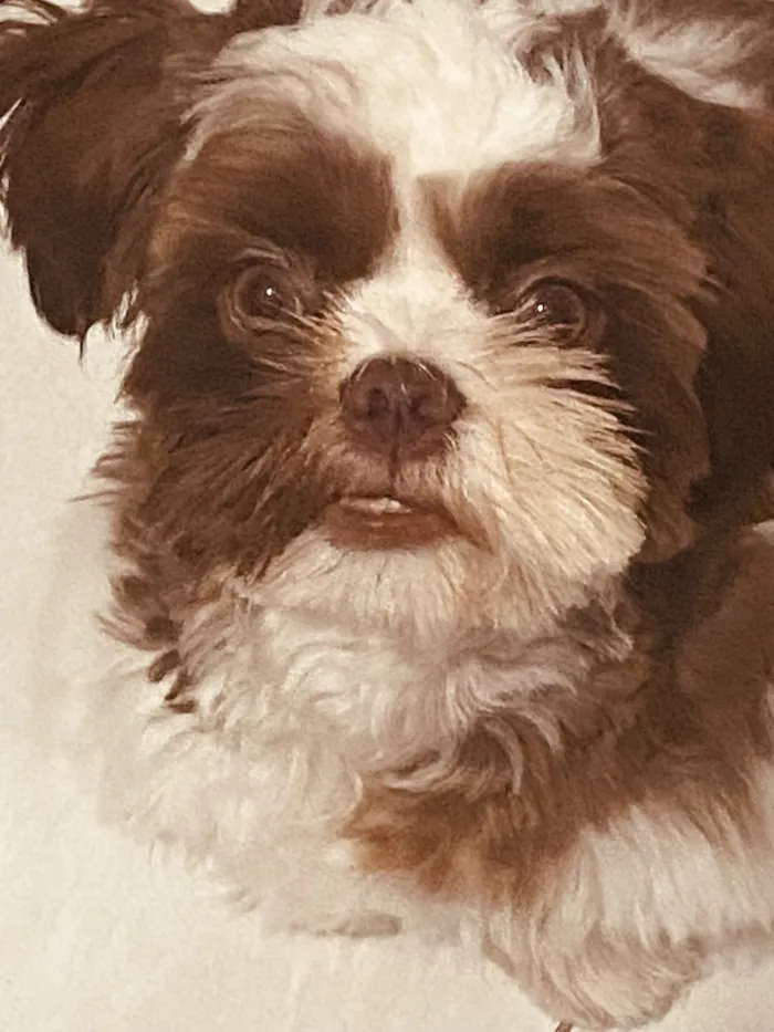 Cachorro raça Shitzu idade 3 anos nome Bento