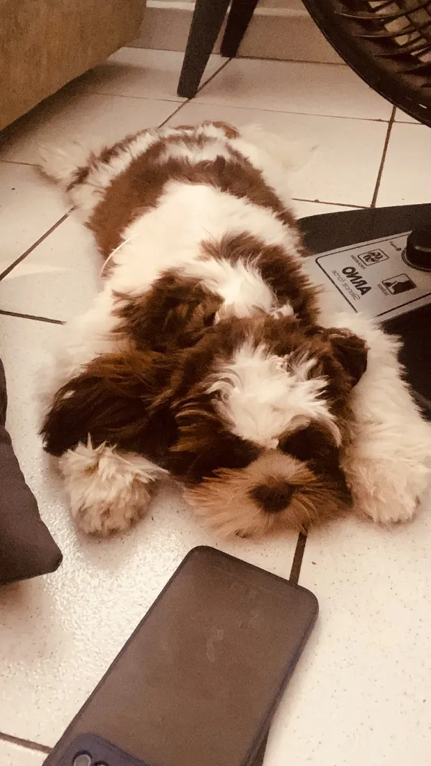 Cachorro raça Shitzu idade 3 anos nome Bento