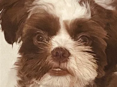 Cachorro raça Shitzu idade 3 anos nome Bento