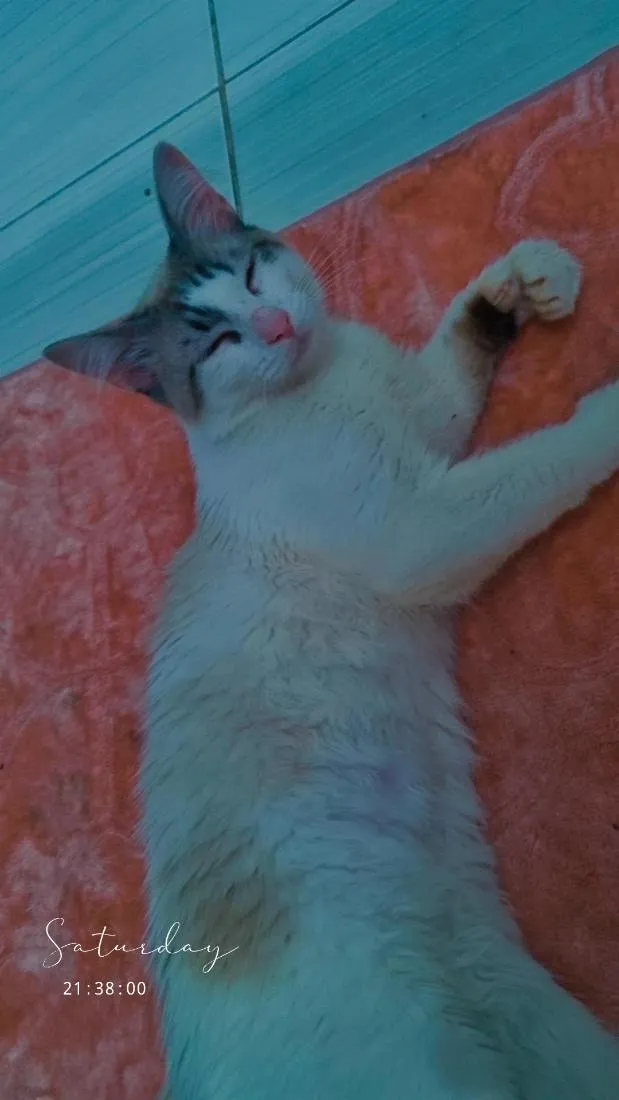 Gato raça SRD-ViraLata idade 7 a 11 meses nome Duque