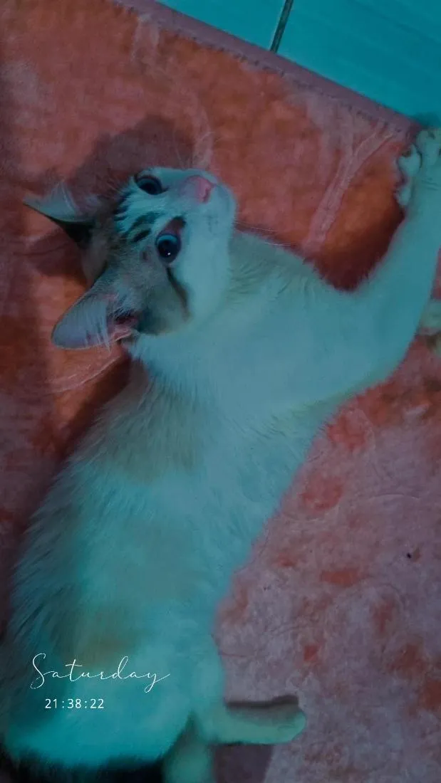 Gato raça SRD-ViraLata idade 7 a 11 meses nome Duque