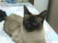 magnólia 