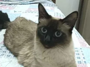Gato raça Siamês idade 7 a 11 meses nome magnólia 