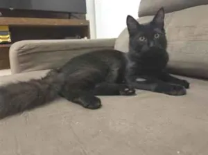 Gato raça SRD-ViraLata idade 2 a 6 meses nome Vini