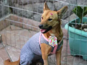 Cachorro raça SRD-ViraLata idade 1 ano nome Princesa