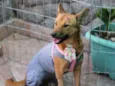 Princesa