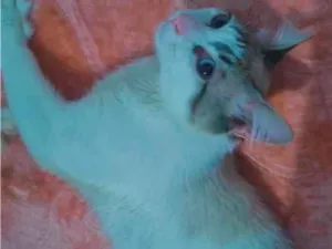 Gato raça SRD-ViraLata idade 7 a 11 meses nome Duque