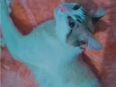 Gato raça SRD-ViraLata idade 7 a 11 meses nome Duque