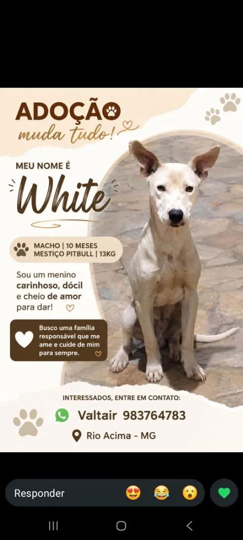 Cachorro raça SRD-ViraLata idade 7 a 11 meses nome White