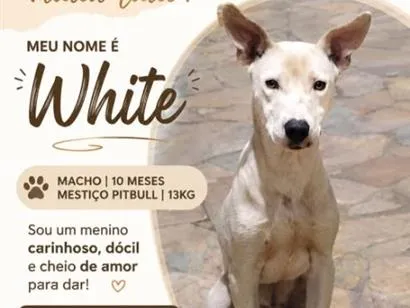 Cachorro raça SRD-ViraLata idade 7 a 11 meses nome White